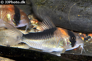 Hoplisoma duplicareum