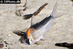 Hoplisoma duplicareum