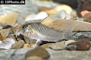 Hoplisoma griseum