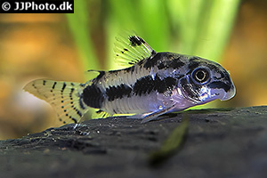 Marmorierter Zwergpanzerwels