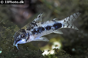 Marmorierter Zwergpanzerwels