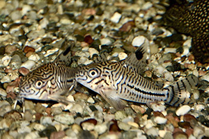 Juli-Panzerwels (Hoplisoma julii) Juli-Panzerwels (Hoplisoma julii)