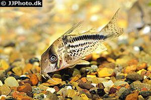 Schrägband-Panzerwels (Hoplisoma loxozonum)