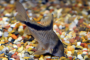 Kopfbinden-Panzerwels (Hoplisoma melini) Kopfbinden-Panzerwels (Hoplisoma melini)