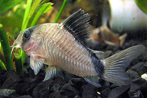 Kopfbinden-Panzerwels (Hoplisoma metae) Kopfbinden-Panzerwels (Hoplisoma metae)