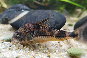 Blauer Panzerwels (Hoplisoma nattereri) Blauer Panzerwels (Hoplisoma nattereri)