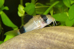 Panda-Panzerwels (Hoplisoma panda)
