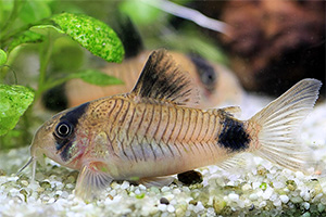Panda-Panzerwels (Hoplisoma panda)
