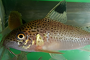 Gepunkteter Panzerwels (Hoplisoma punctatum)