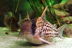 Schwartz’ Panzerwels (Hoplisoma schwartzi) Schwartz’ Panzerwels (Hoplisoma schwartzi)
