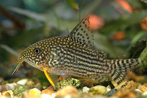 Sterbas Panzerwels (Hoplisoma sterbai)