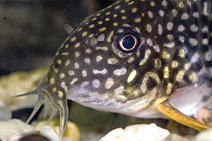 Sterbas Panzerwels (Hoplisoma sterbai)