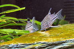 Dreibinden-Panzerwels (Hoplisoma trilineatum) Dreibinden-Panzerwels (Hoplisoma trilineatum)