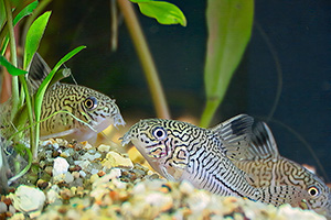 Dreibinden-Panzerwels (Hoplisoma trilineatum) Dreibinden-Panzerwels (Hoplisoma trilineatum)