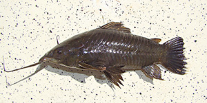 Schleie (Tinca tinca)