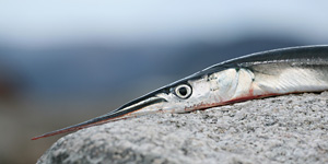 Hornhecht (Belone belone) - Urheber: Marco2811 - Copyright: Marco2811 (Fotolia.com)