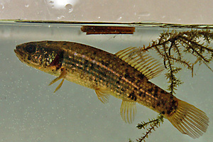 Europäischer Hundsfisch (Umbra krameri)