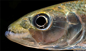 Tiger fish (Hydrocynus brevis)