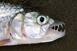 Elongate tigerfish fish (Hydrocynus forskahlii)