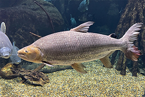 Riesen-Tigersalmler (Hydrocynus goliath)