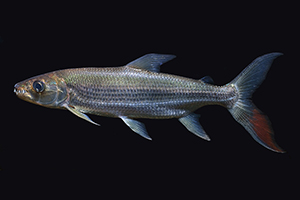 Riesen-Tigersalmler (Jungfisch)