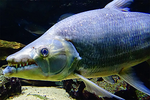 Riesen-Tigersalmler (Hydrocynus goliath)