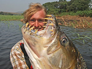 Riesen-Tigersalmler (Hydrocynus goliath)