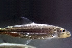 Blue tigerfish (Hydrocynus tanzaniae)