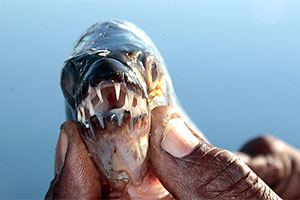 Tigersalmler (Hydrocynus vittatus)