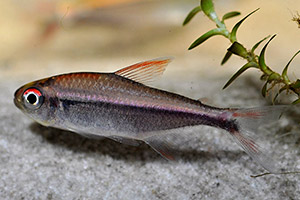Hyphessobrycon agulha