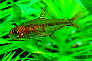 Funkensalmler (Hyphessobrycon amandae)