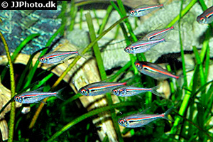 Hyphessobrycon amapaensis