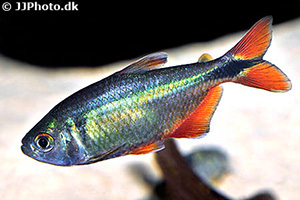 Rautenflecksalmler (Hyphessobrycon anisitsi)