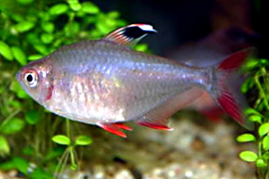 Schmucksalmler (Hyphessobrycon bentosi)