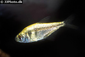 Gelber von Rio (Hyphessobrycon bifasciatus)