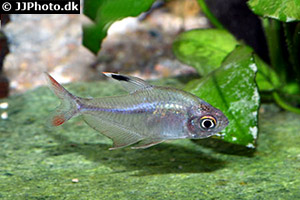 Copelands Salmler (Hyphessobrycon copelandi)