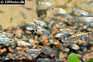 Hyphessobrycon elachys