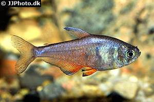 Roter von Rio (Hyphessobrycon flammeus)