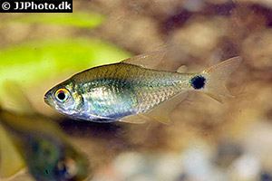 Kitty-Tetra (Hyphessobrycon heliacus)