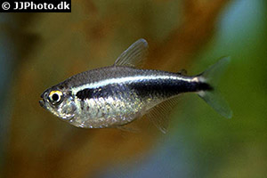 Schwarzer Neon (Hyphessobrycon herbertaxelrodi)