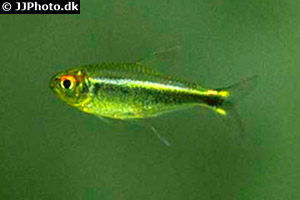 Dreibandsalmler (Hyphessobrycon heterorhabdus)