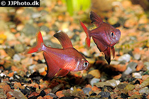 Sichelsalmler (Hyphessobrycon jackrobertsi)