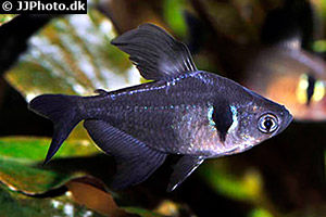 Schwarzer Phantomsalmler