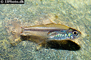 Minorsalmler (Hyphessobrycon minor)