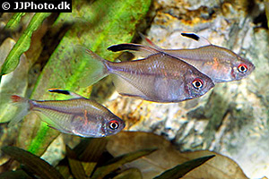 Sonnensichelsalmler (Hyphessobrycon paepkei)