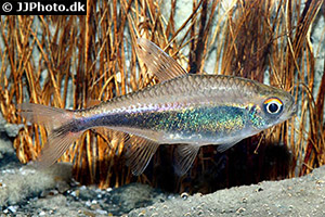Hyphessobrycon peruvianus