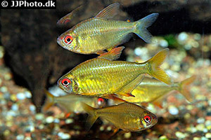 Zitronensalmler (Hyphessobrycon pulchripinnis)