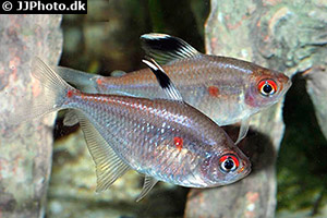 Rotrücken-Kirschflecksalmler (Hyphessobrycon pyrrhonotus)
