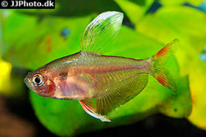Rosensalmler (Hyphessobrycon rosaceus)