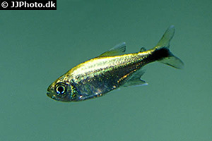 Kleiner Silbersalmler (Hyphessobrycon saizi)